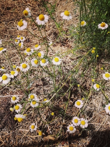 German Chamomile