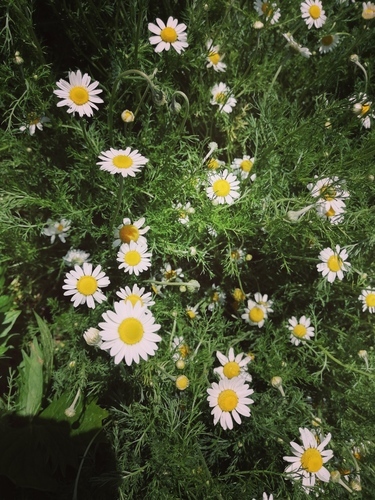 Roman Chamomile