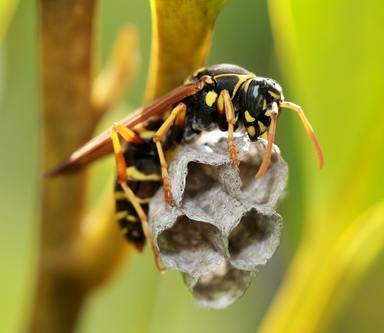 Herbs for Wasp & Bee Stings