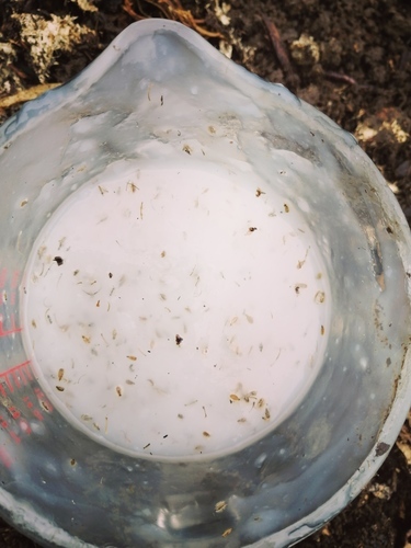 carrot seeds in gloop