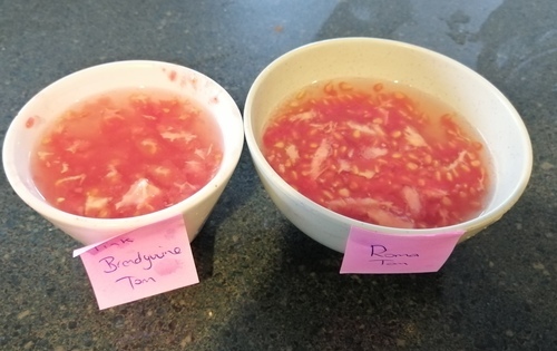 Tomato seeds soaking