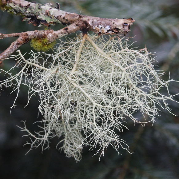 Organic Usnea Oil