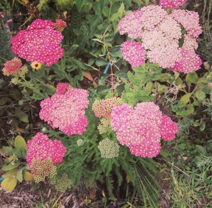 Pink Yarrow